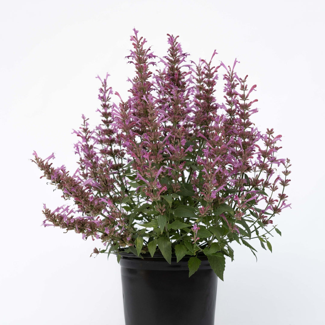 Agastache mexicana ’Balsumlilac' ~ Summerlong™ Lilac Mexican Giant Hyssop-ServeScape