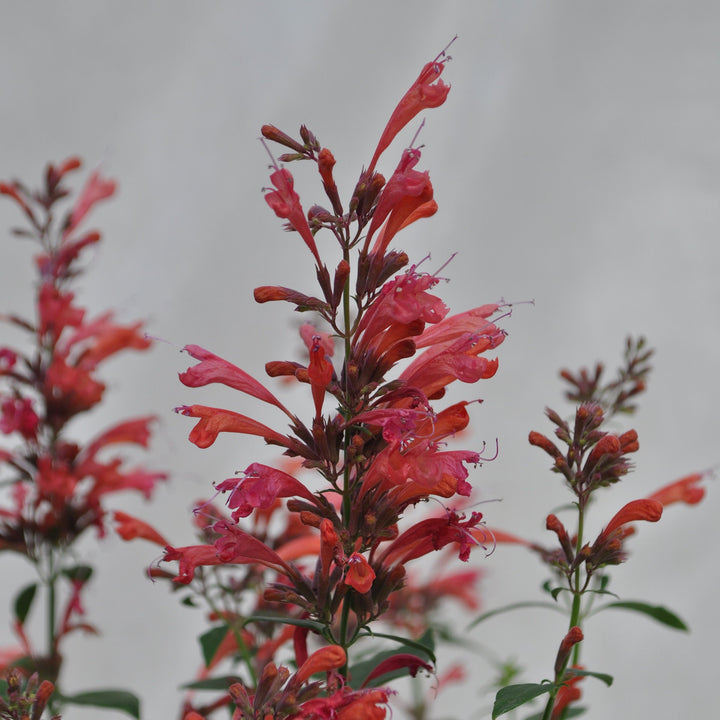 Agastache ‘Sunrise Red’ ~ Sunrise™ Red Hummingbird Mint-ServeScape