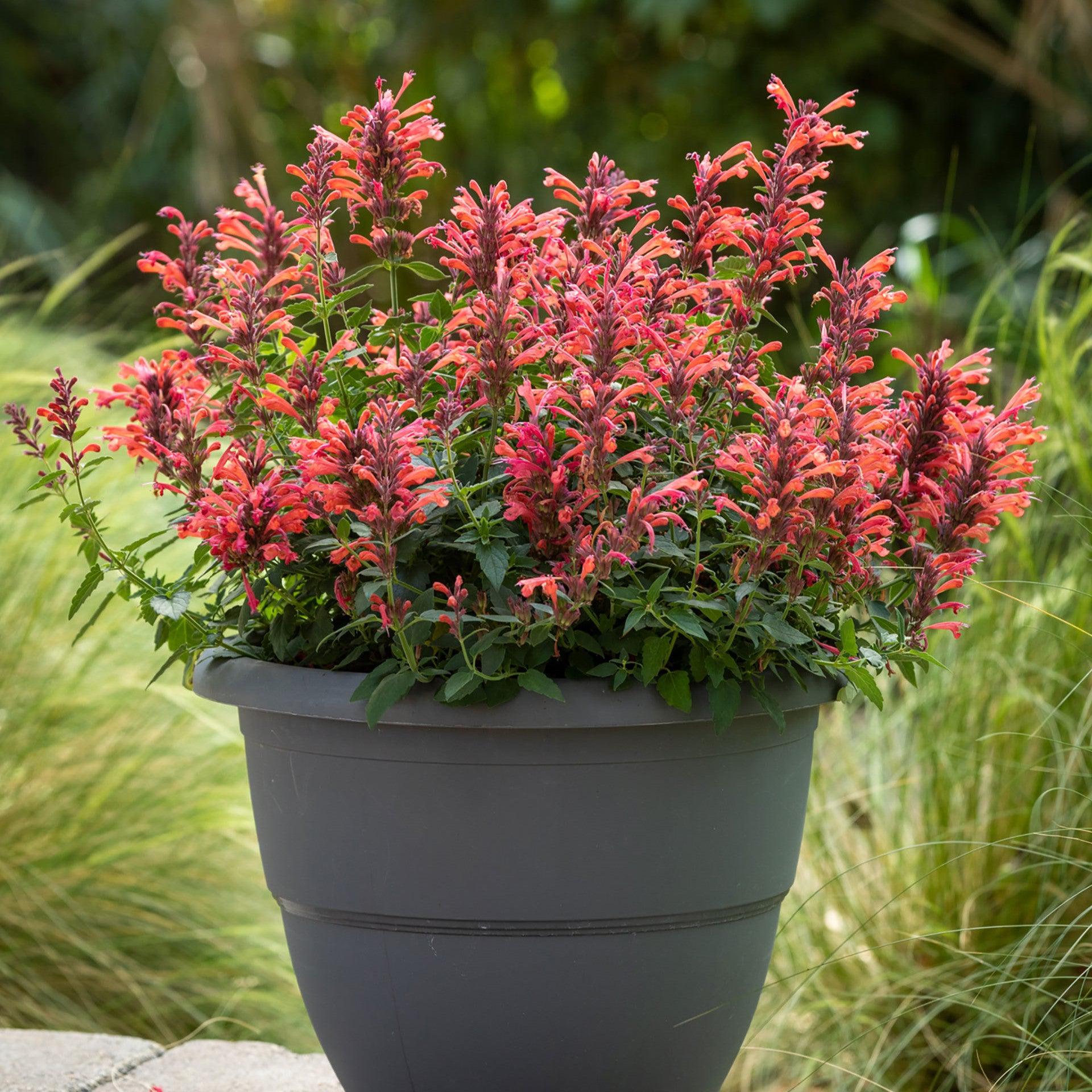 Humming Mint Agastache ‘Sunrise Red’ ~ Sunrise™ Red Hummingbird Mint – ServeScape