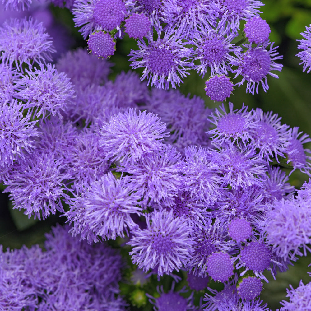 Ageratum 'Agerboyuma' ~ Monarch Magic Floss Flower-ServeScape