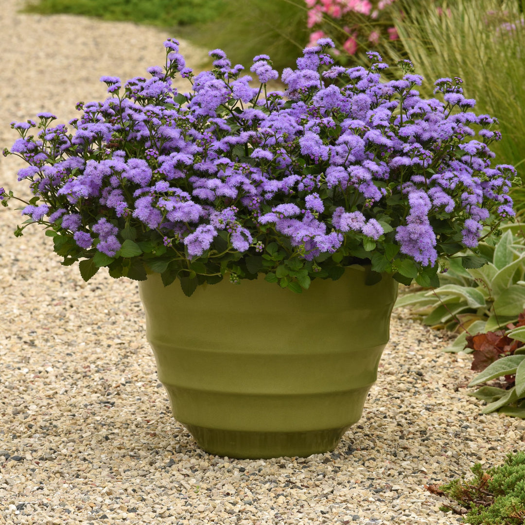Ageratum 'Agerboyuma' ~ Monarch Magic Floss Flower-ServeScape