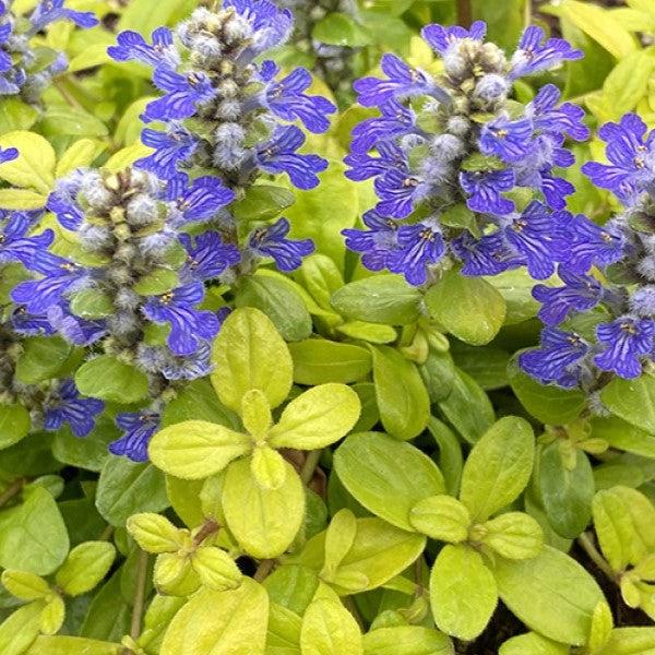 Ajuga reptans 'Cordial Canary' ~ Feathered Friends™ Cordial Canary Bugleweed-ServeScape