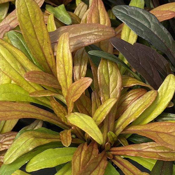 Ajuga reptans 'Fancy Finch' ~ Feathered Friends™ Fancy Finch Bugleweed-ServeScape