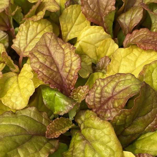 Ajuga reptans 'Parrot Paradise' ~ Feathered Friends™ Parrot Paradise Bugleweed-ServeScape