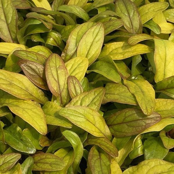 Ajuga reptans 'Petite Parakeet' ~ Feathered Friends™ Petite Parakeet Bugleweed-ServeScape