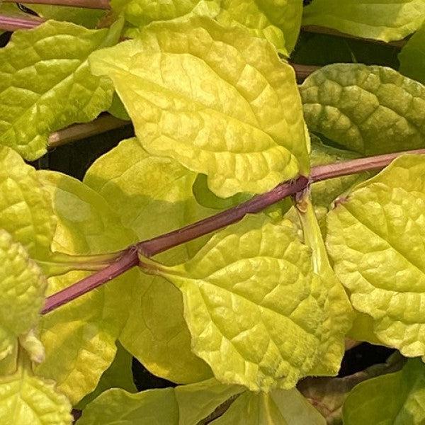 Ajuga reptans 'Tropical Toucan' ~ Feathered Friends™ Tropical Toucan Bugleweed-ServeScape