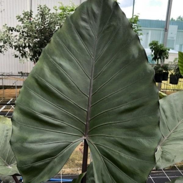 Alocasia 'Metalhead ~ Metalhead Alocasia-ServeScape