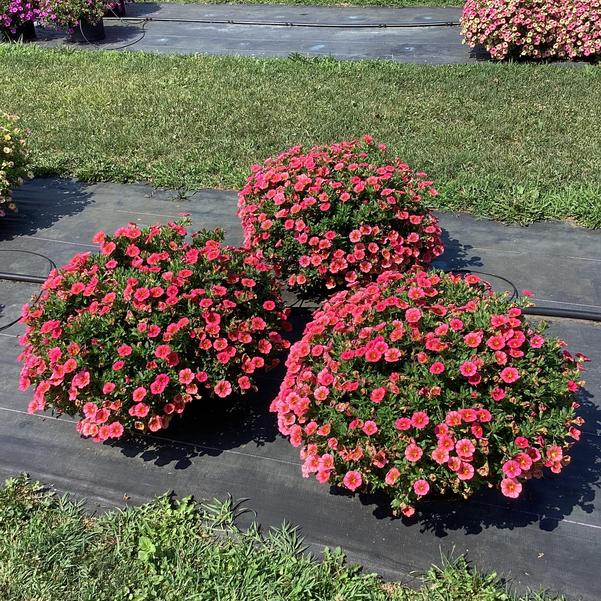Calibrachoa hybrida 'Tiktok Apricot' ~ Tik Tok® Apricot Calibrachoa-ServeScape