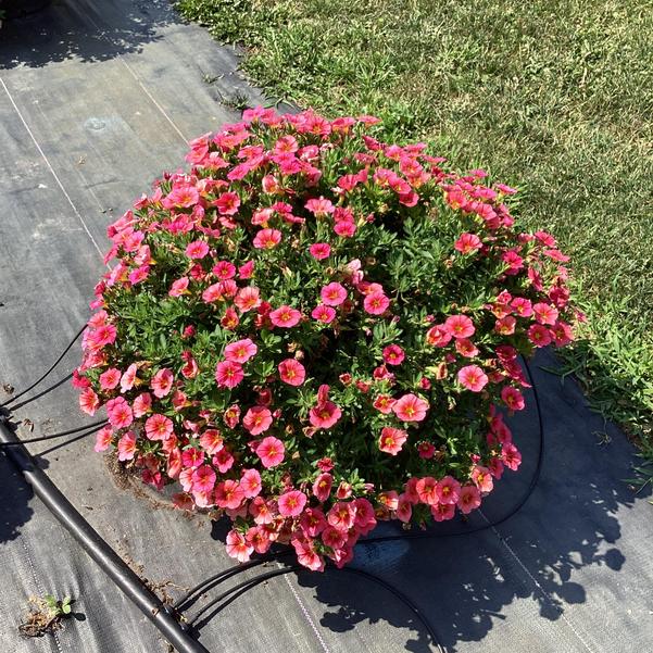 Calibrachoa hybrida 'Tiktok Apricot' ~ Tik Tok® Apricot Calibrachoa-ServeScape