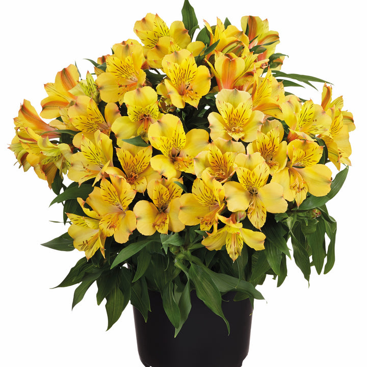 Alstroemeria x 'Zapriari' ~ Colorita® Ariane® Peruvian Lily-ServeScape