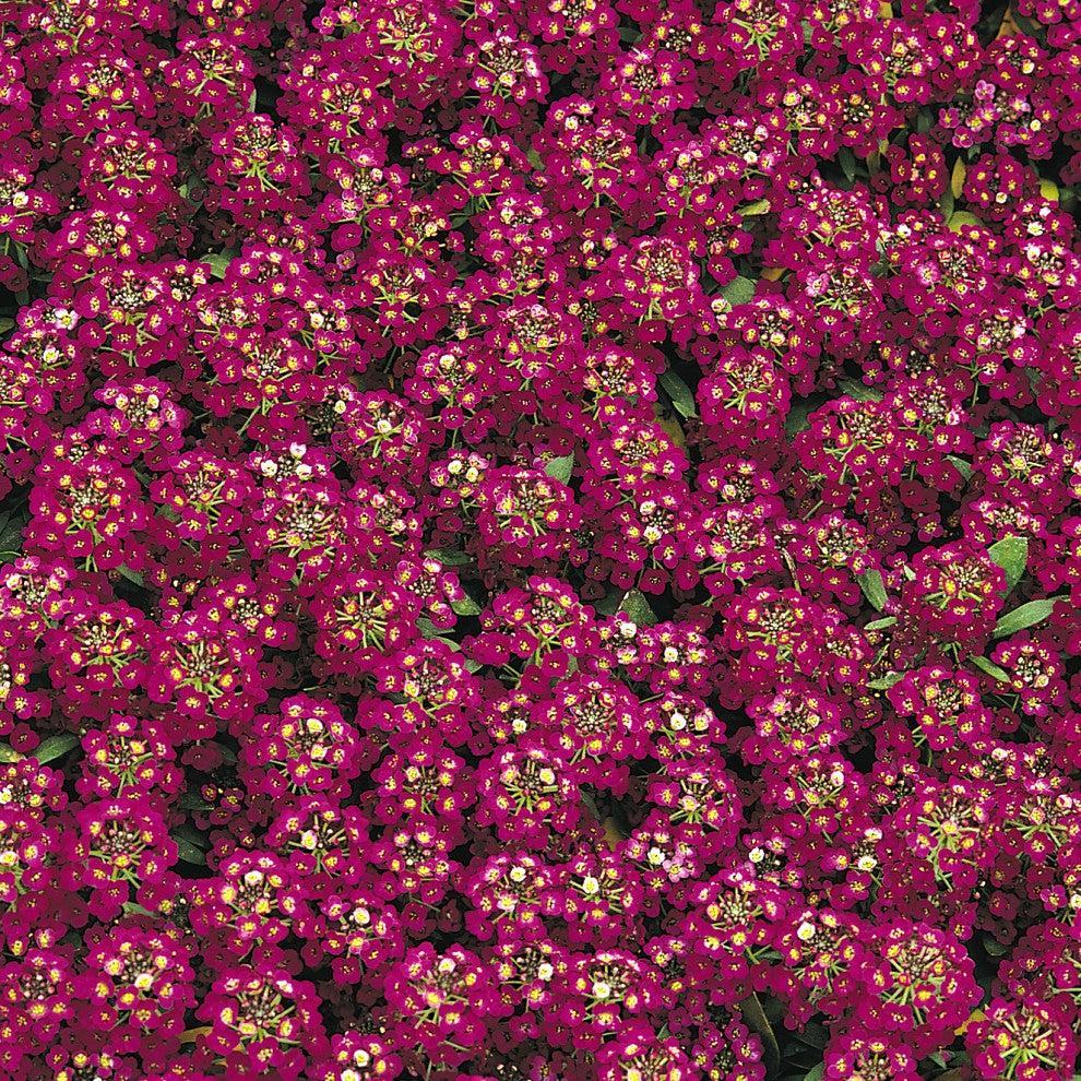 Lobularia maritimum 'Easter Bonnet Violet' ~ Easter Bonnet Violet Sweet Alyssum-ServeScape