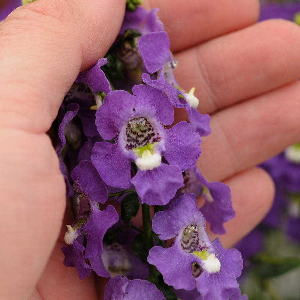 Angelonia angustifolia 'Balarcpurpi' ~ Archangel™ Purple Summer Snapdragon-ServeScape