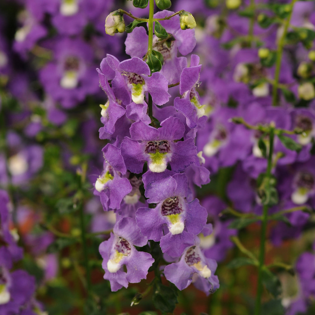 Angelonia angustifolia 'Balarcpurpi' ~ Archangel™ Purple Summer Snapdragon-ServeScape