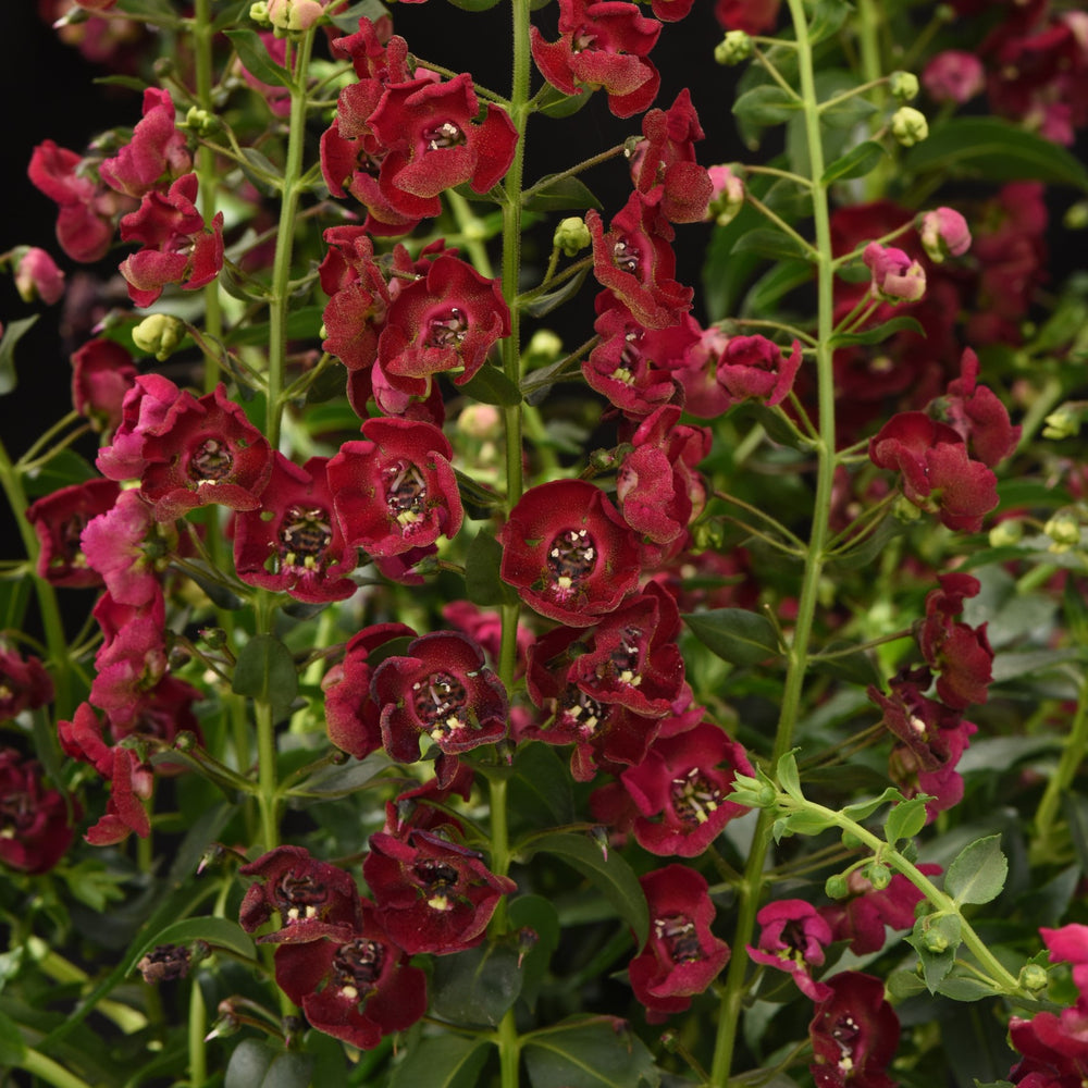 Angelonia angustifolia 'Balarcsang' ~ Archangel™ Ruby Sangria Summer Snapdragon-ServeScape