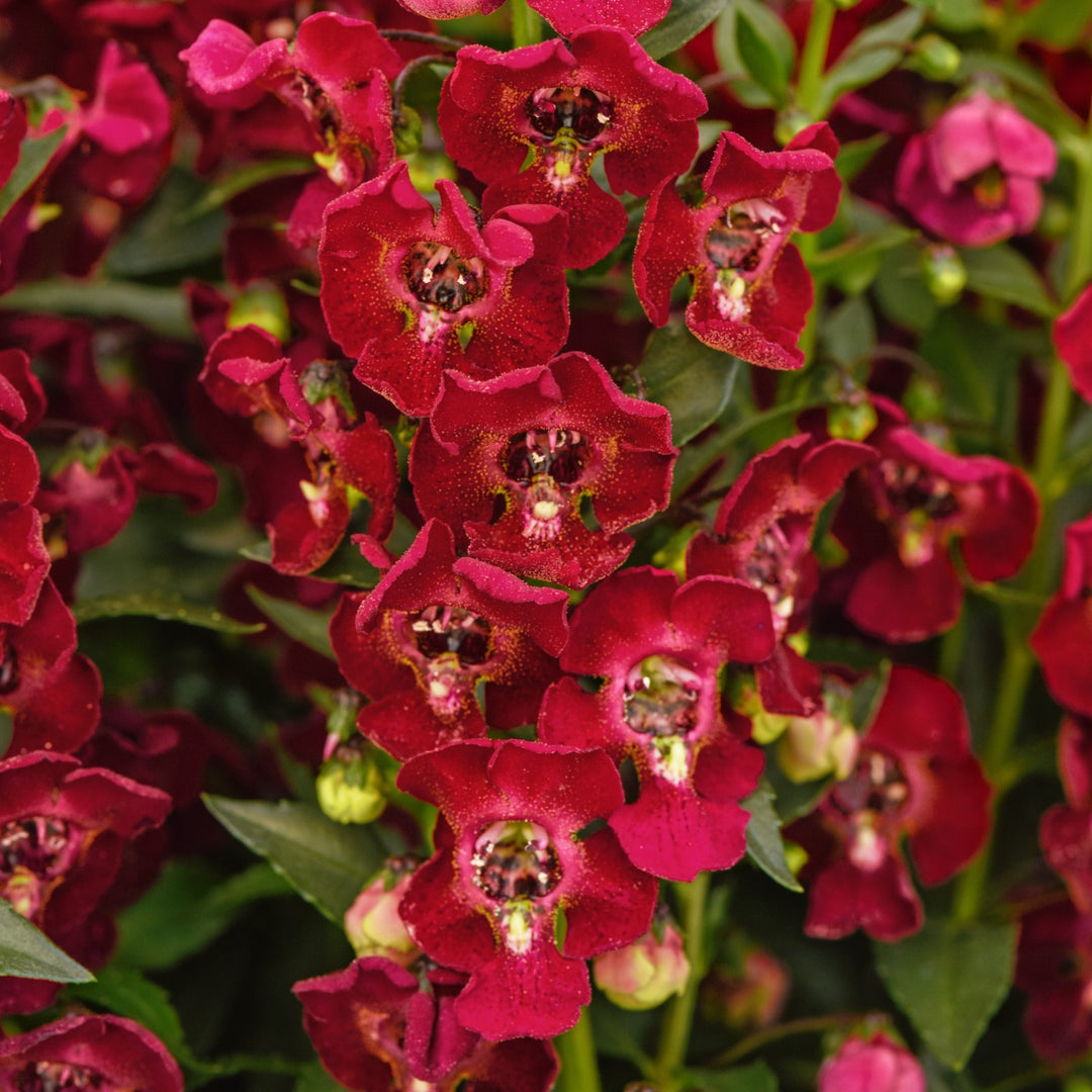 Angelonia angustifolia 'Balarcsang' ~ Archangel™ Ruby Sangria Summer Snapdragon-ServeScape