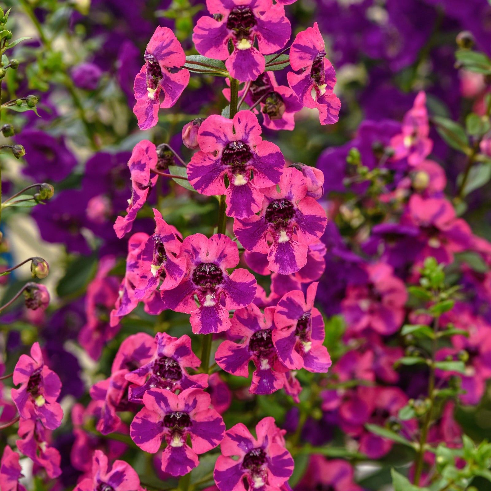 Angelonia angustifolia 'Balguaraberk' ~ Guardian Angel™ Berry Sparkler Snapdragon-ServeScape