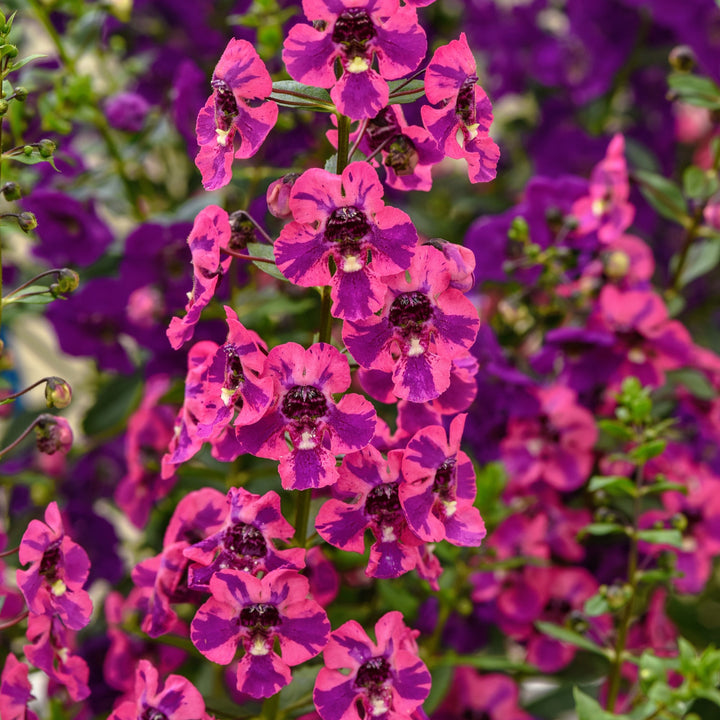Angelonia angustifolia 'Balguaraberk' ~ Guardian Angel™ Berry Sparkler Snapdragon-ServeScape