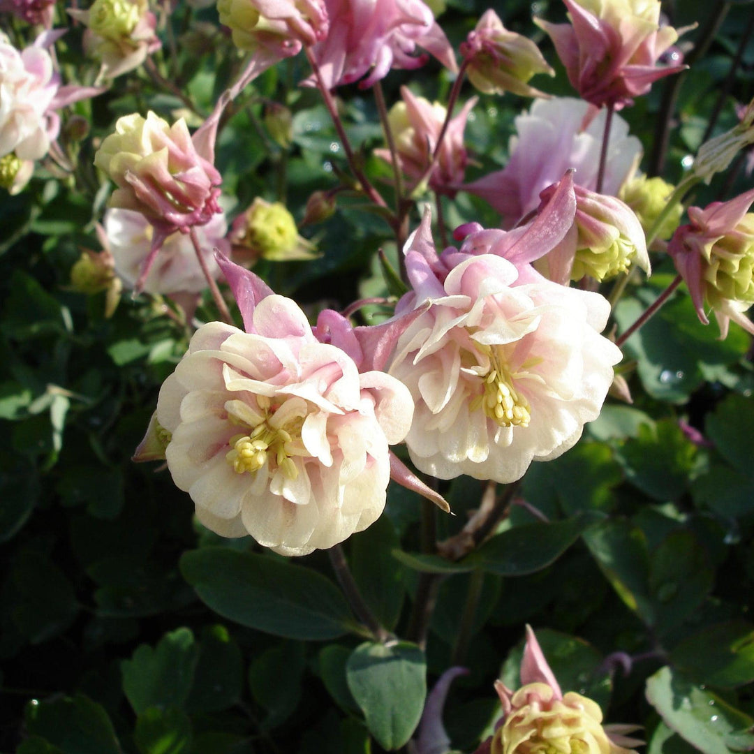 Aquilegia vulgaris 'Winky Double Rose-White' ~ Winky Double Rose-White Columbine-ServeScape