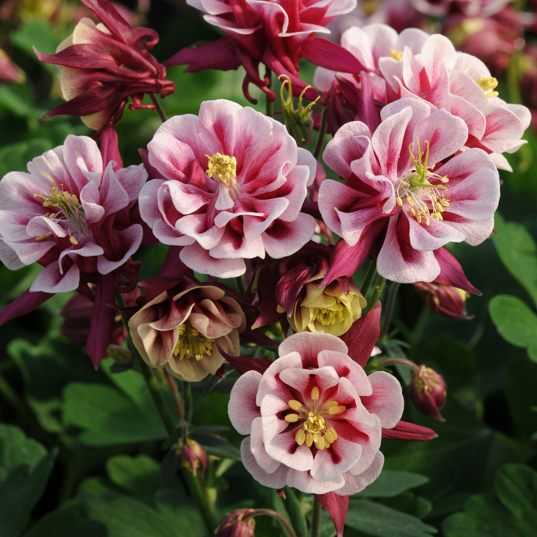 Aquilegia vulgaris 'Winky Double Red-White' ~ Winky Double Red-White Columbine-ServeScape