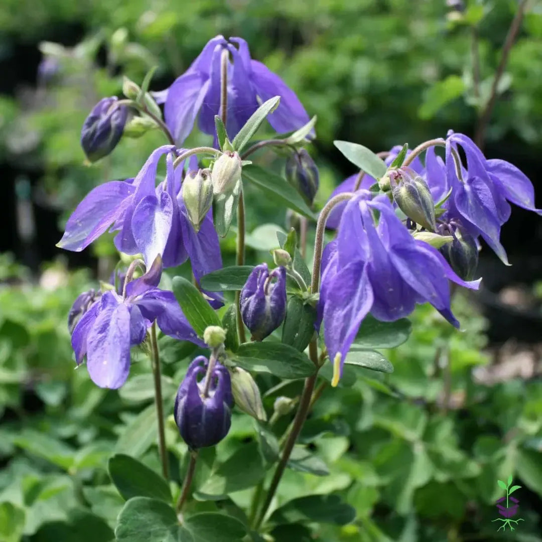 Aquilegia alpina ~ Alpine Columbine-ServeScape