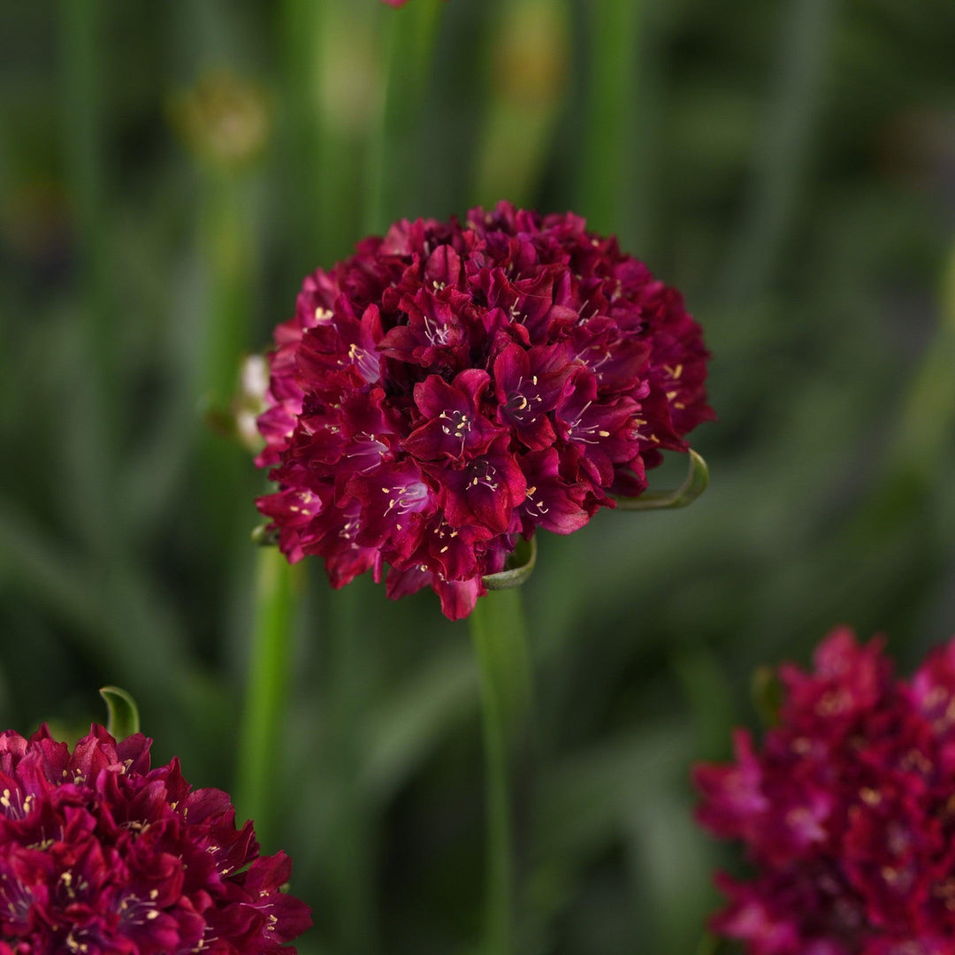 Armeria pseudarmeria 'Hypnotic Dreams' ~ Dreameria® Hypnotic Dreams Thrift-ServeScape