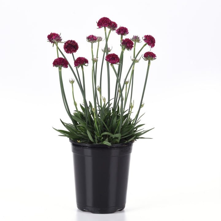Armeria pseudarmeria 'Hypnotic Dreams' ~ Dreameria® Hypnotic Dreams Thrift-ServeScape