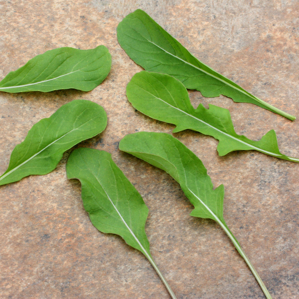 Eruca sativa 'Astro' ~ Astro Arugula-ServeScape