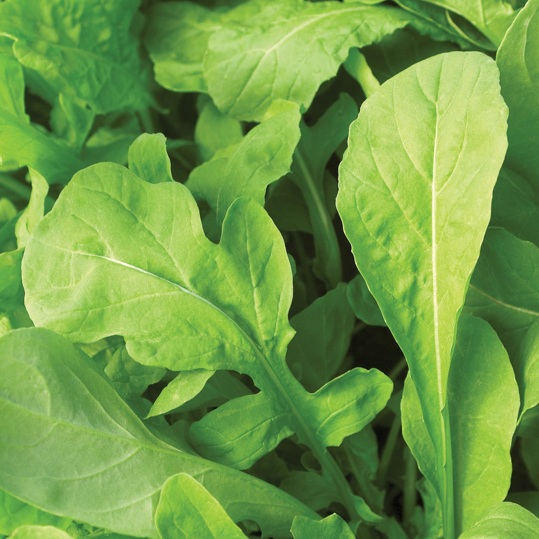 Eruca sativa 'Astro' ~ Astro Arugula-ServeScape