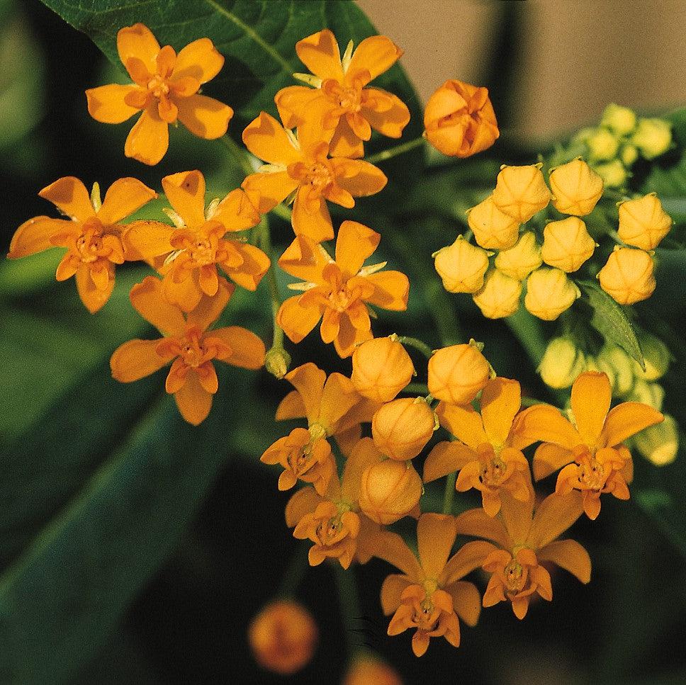 Asclepias curassavica 'Silky Gold'~ Silky Gold Milkweed-ServeScape