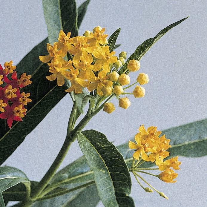 Asclepias curassavica 'Silky Gold'~ Silky Gold Milkweed-ServeScape