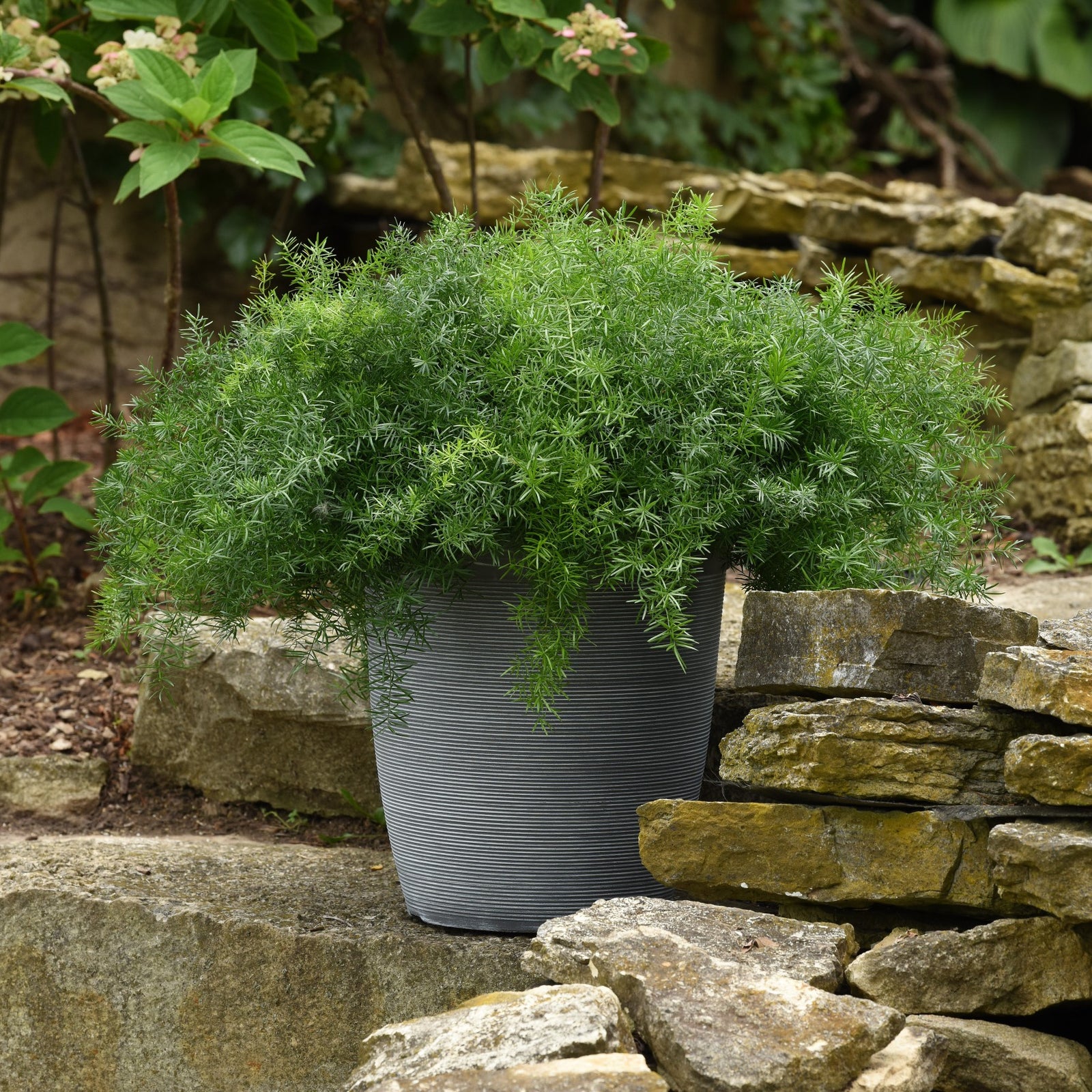 Asparagus densiflorus 'PAS1668467' ~ FuzzyFern™ Frizz Asparagus Fern-ServeScape