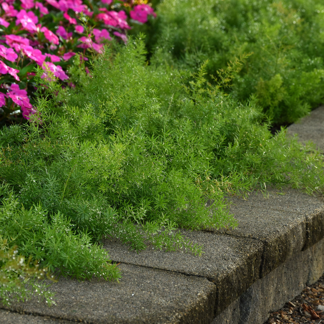 Asparagus densiflorus 'PAS1668467' ~ FuzzyFern™ Frizz Asparagus Fern-ServeScape