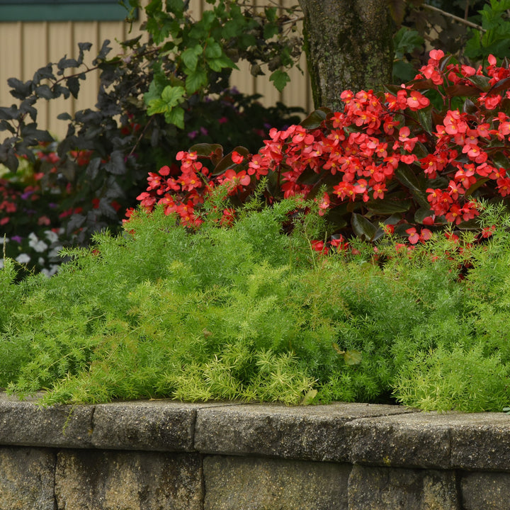 Asparagus densiflorus 'PAS1668467' ~ FuzzyFern™ Frizz Asparagus Fern-ServeScape