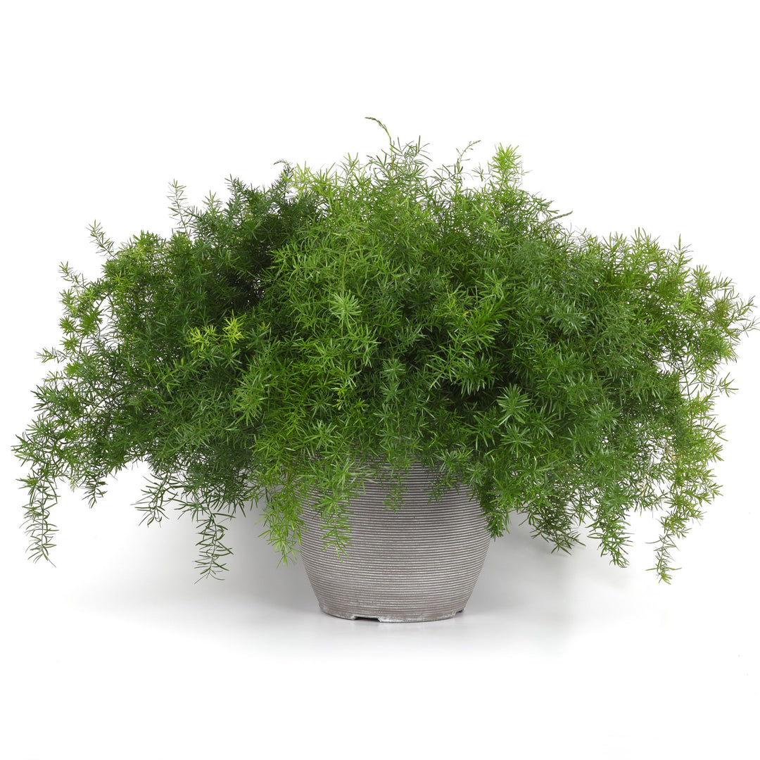 Asparagus densiflorus 'PAS1668467' ~ FuzzyFern™ Frizz Asparagus Fern-ServeScape