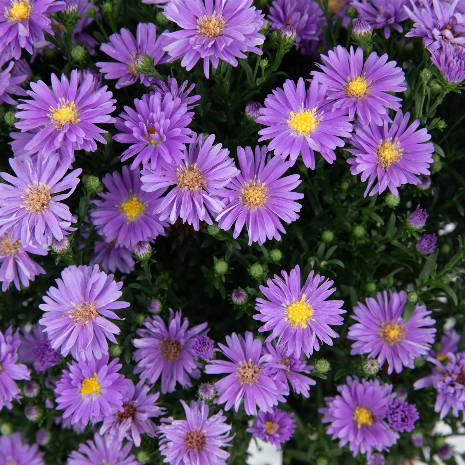 Aster novi-belgii 'Dragon Blue' ~ Dragon™ Blue Aster-ServeScape