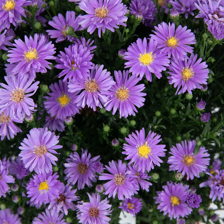 Aster novi-belgii 'Dragon Blue' ~ Dragon™ Blue Aster-ServeScape