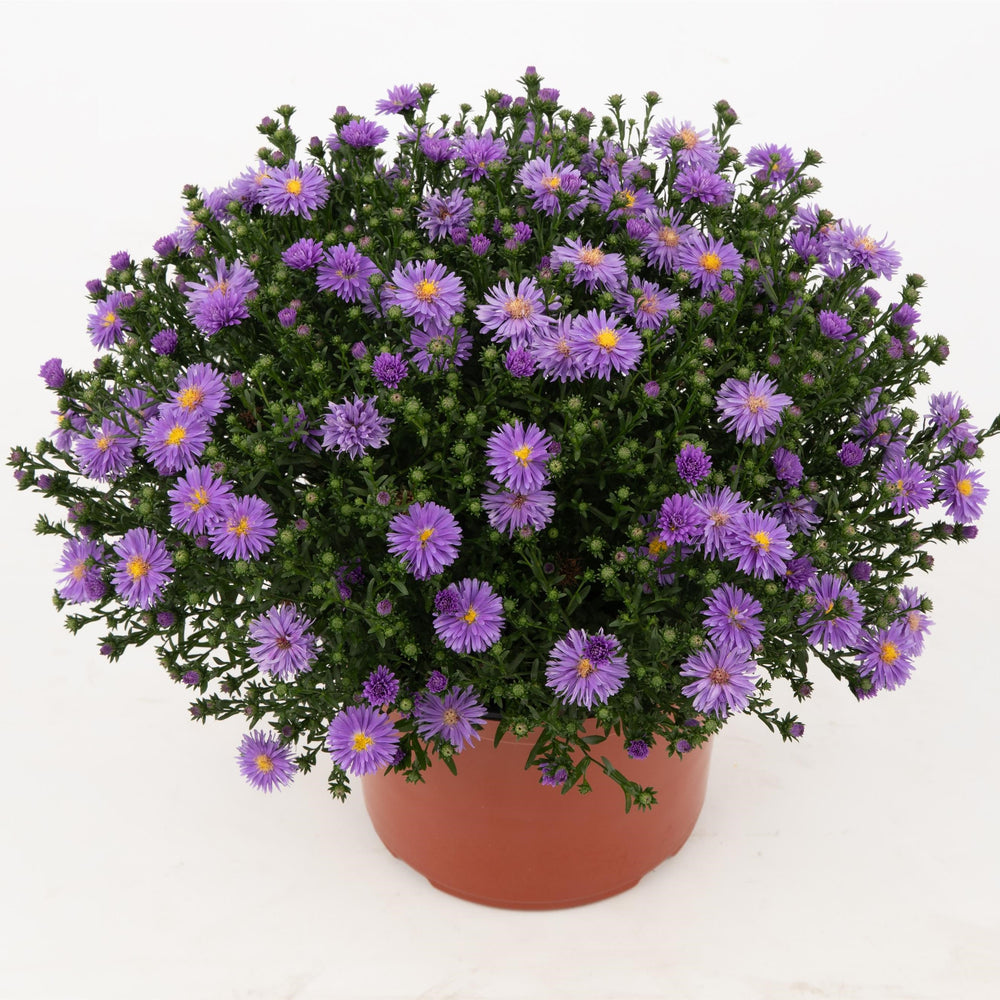 Aster novi-belgii 'Dragon Blue' ~ Dragon™ Blue Aster-ServeScape