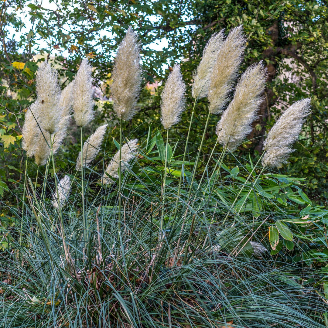 Cortaderia selloana 'Day10' ~ Monrovia® Tiny Pampa Pampas Grass-ServeScape