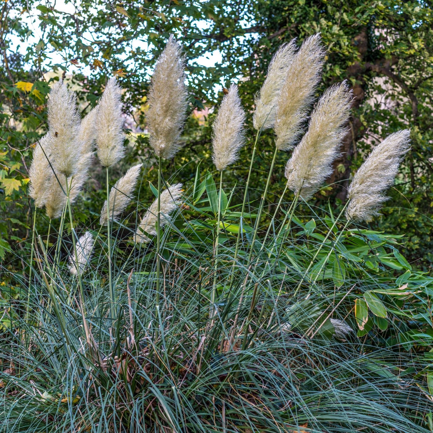Cortaderia selloana 'Day10' ~ Monrovia® Tiny Pampa Pampas Grass-ServeScape