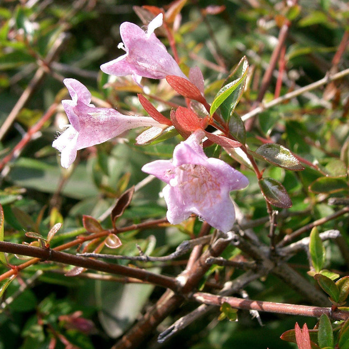 Abelia 'Edward Goucher' ~ Edward Goucher Abelia-ServeScape