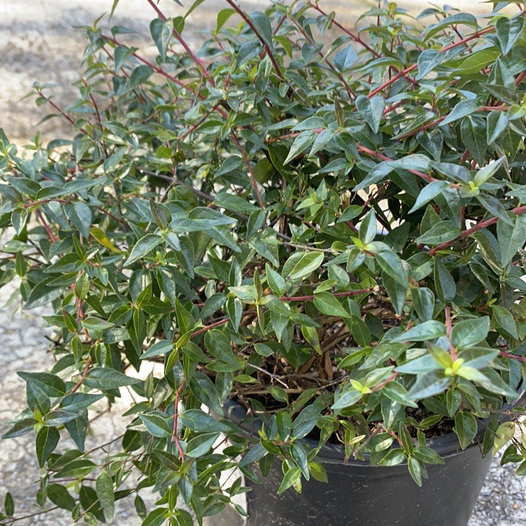 Abelia 'Edward Goucher' ~ Edward Goucher Abelia-ServeScape