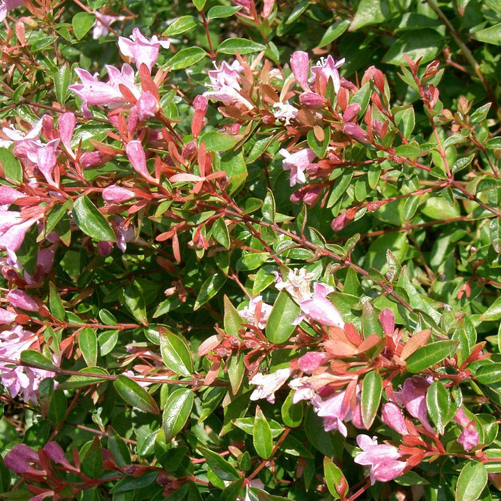 Abelia 'Edward Goucher' ~ Edward Goucher Abelia - Delivered By ServeScape