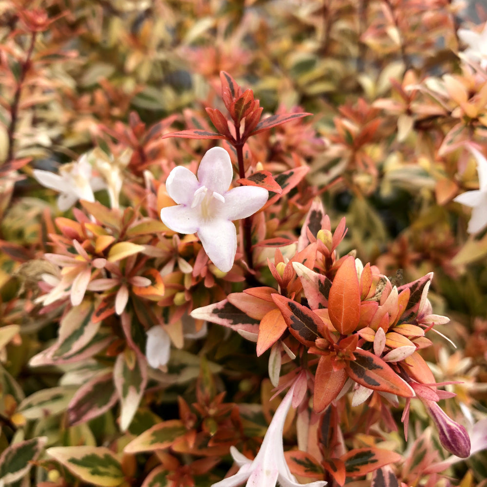 Abelia x grandiflora nana 'Rhabpe22’~ Suntastic™ Peach Abelia-ServeScape