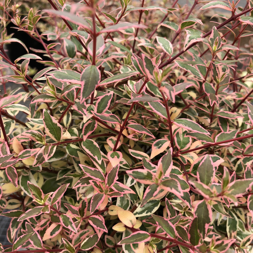 Abelia x grandiflora nana 'Pink’~ Suntastic™ Pink Abelia-ServeScape