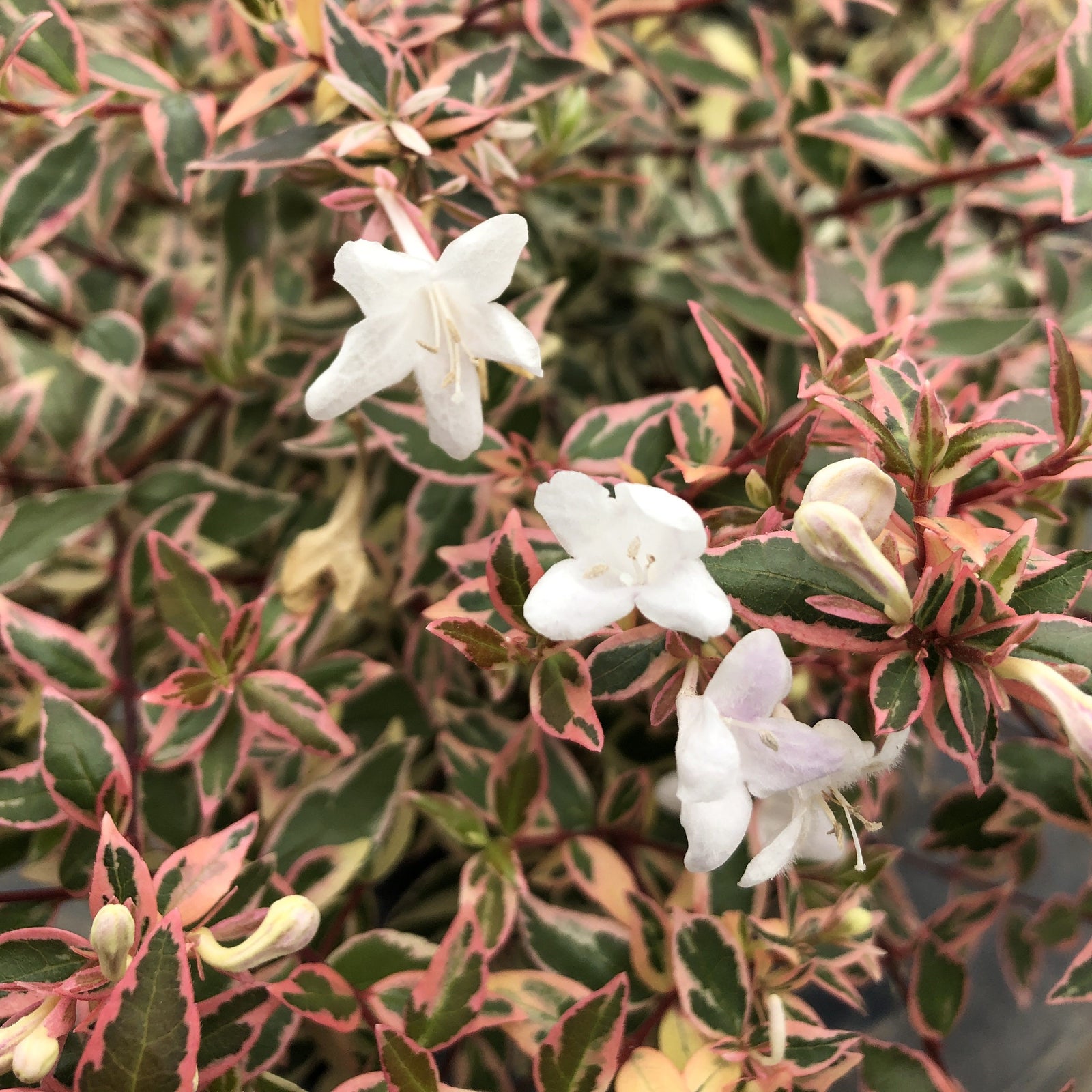 Abelia x grandiflora nana 'Pink’~ Suntastic™ Pink Abelia-ServeScape