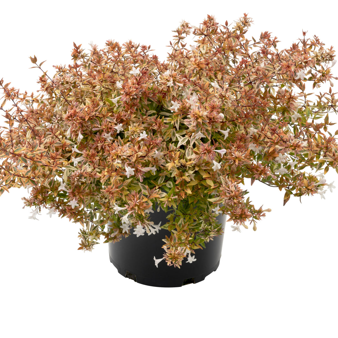 Abelia x grandiflora nana 'Rhabpe22’~ Suntastic™ Peach Abelia-ServeScape