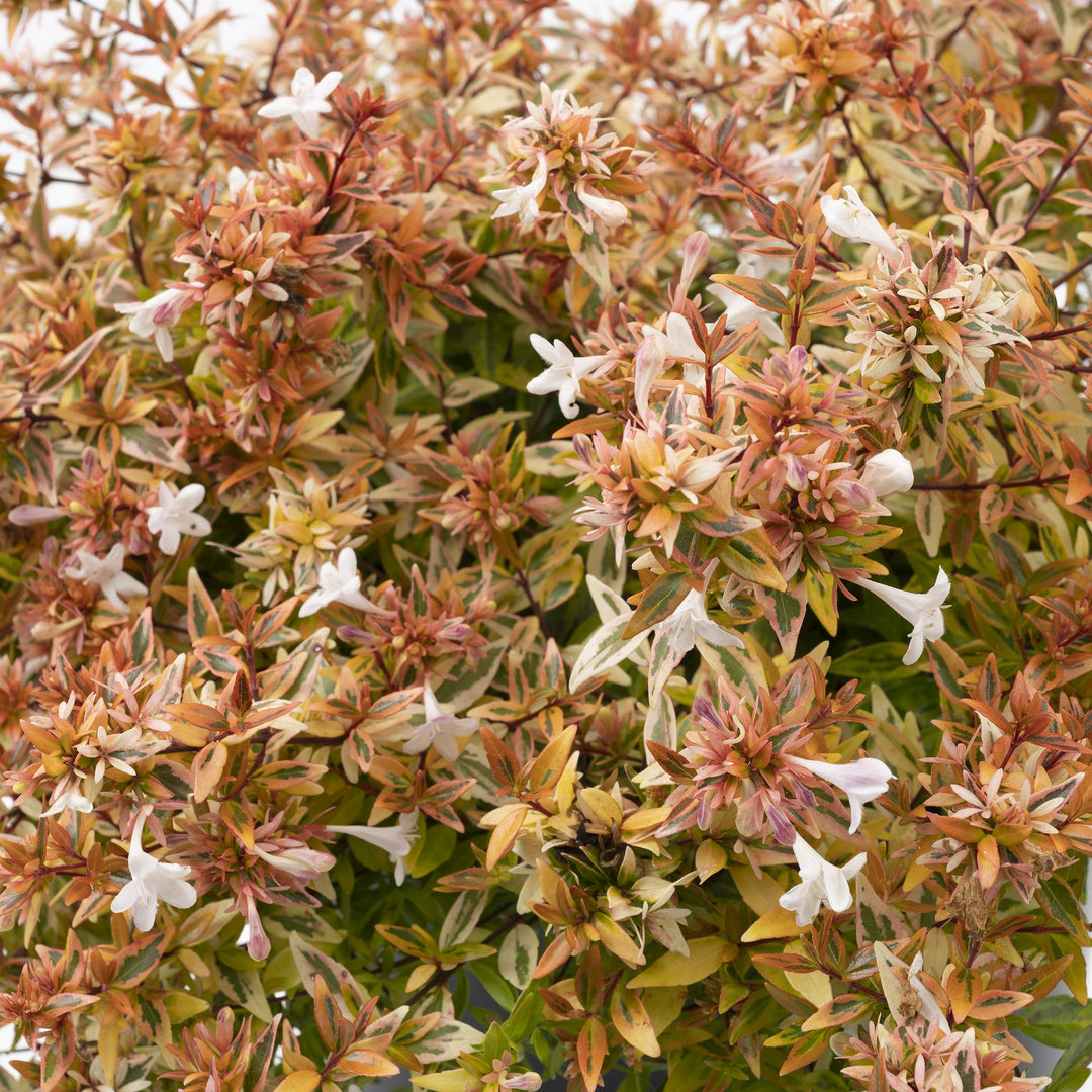 Abelia x grandiflora nana 'Rhabpe22’~ Suntastic™ Peach Abelia-ServeScape