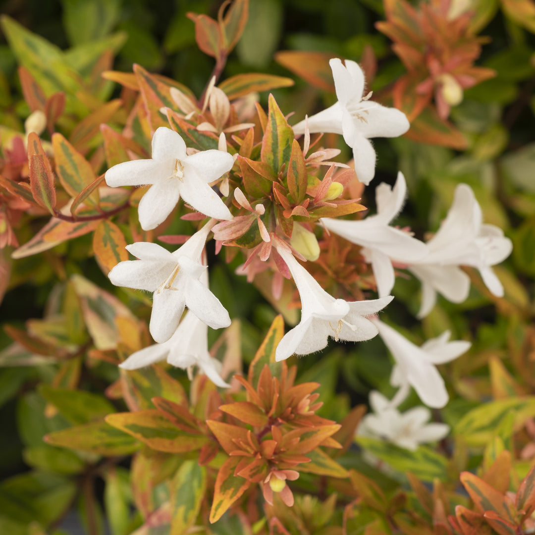 Abelia x grandiflora nana 'Rhabpe22’~ Suntastic™ Peach Abelia-ServeScape