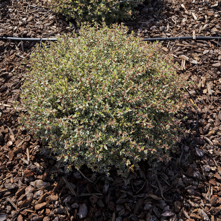 Abelia x grandiflora nana 'Pink’~ Suntastic™ Pink Abelia-ServeScape