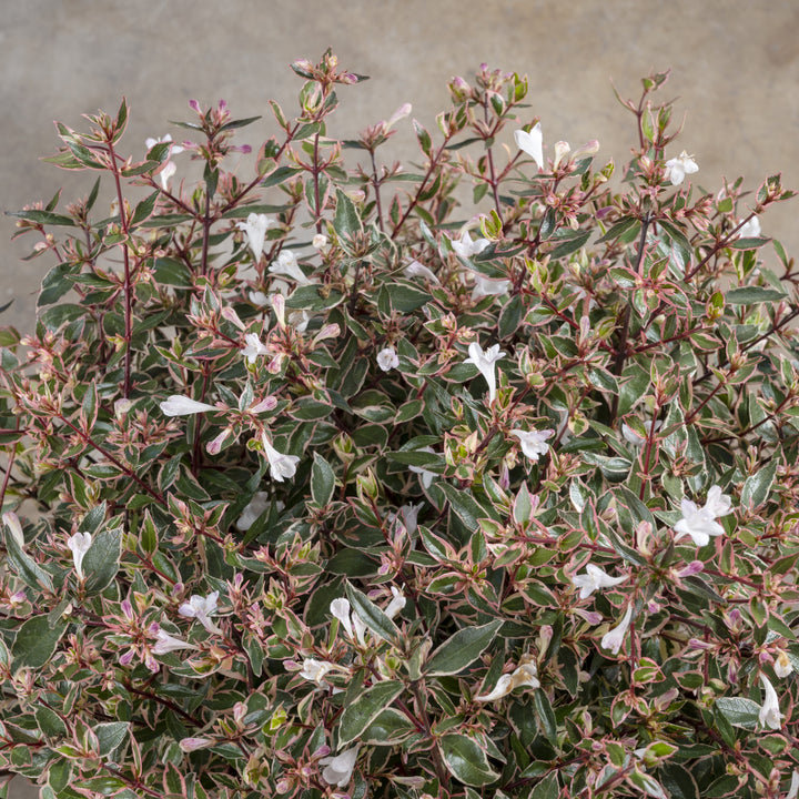 Abelia x grandiflora nana 'Pink’~ Suntastic™ Pink Abelia-ServeScape